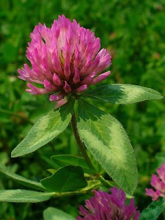 Aküçgül (Trifolium repens) Ömrü: Çok yıllık Boy: Yarı yatık. Ekim