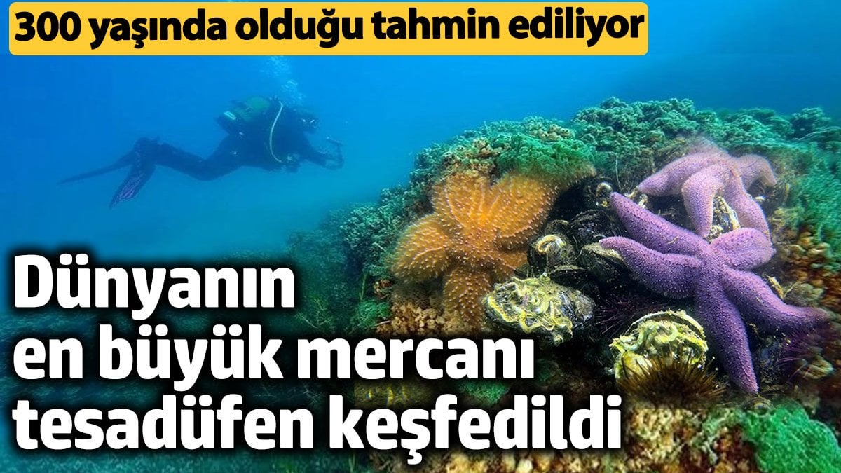 Pasifik’te Dev Bir Mercan Kolonisi Keşfedildi: Dünyanın en büyük mercan kolonisi nerede?