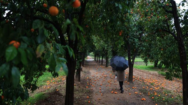 Antalya'da fırtınanın etkisiyle dökülen turunçlar